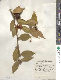 Camellia oleifera image