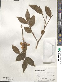 Camellia oleifera image