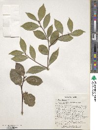 Camellia oleifera image