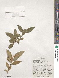 Camellia oleifera image