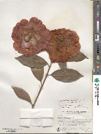 Camellia reticulata image