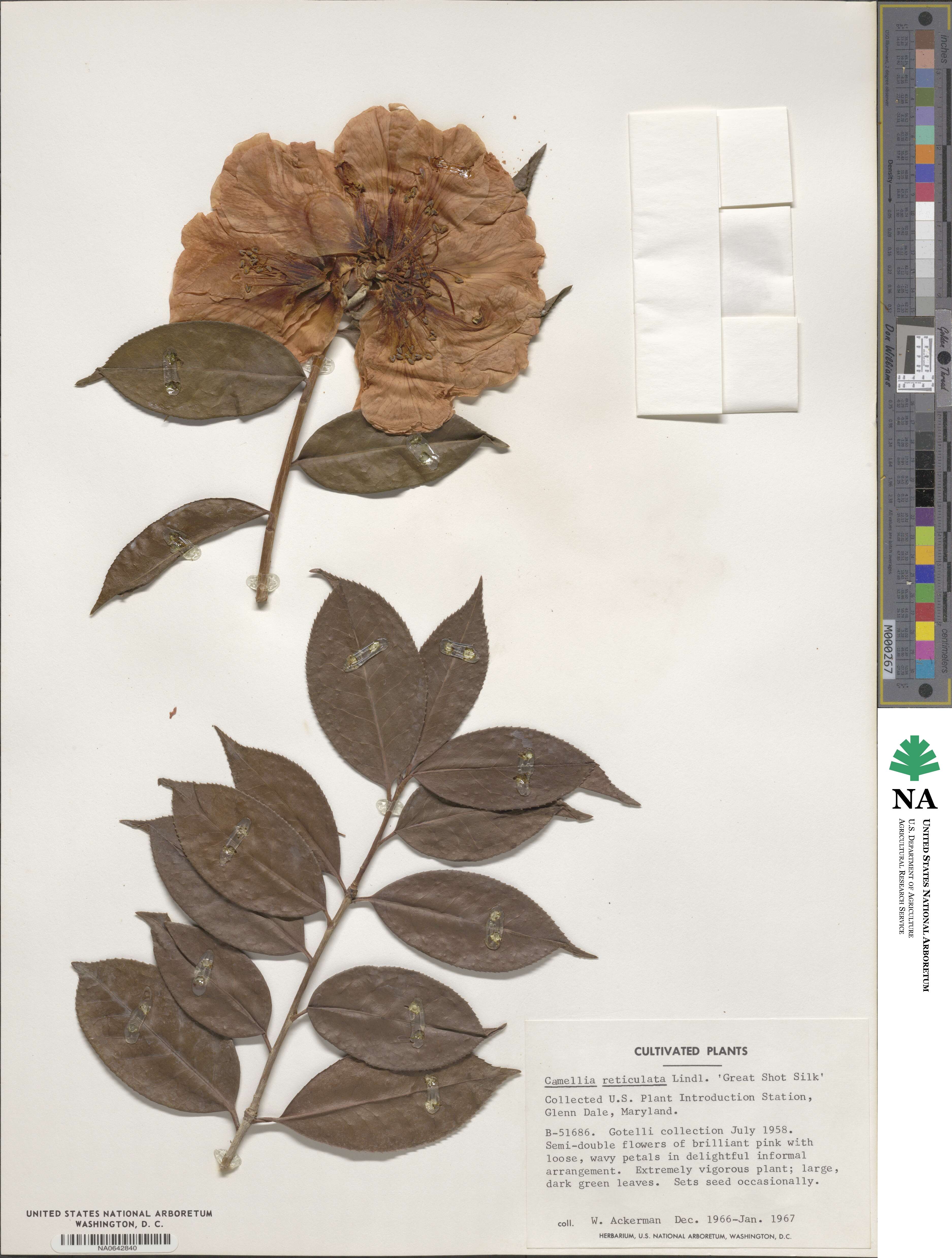 Camellia reticulata image