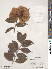 Camellia reticulata image