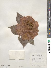 Camellia reticulata image