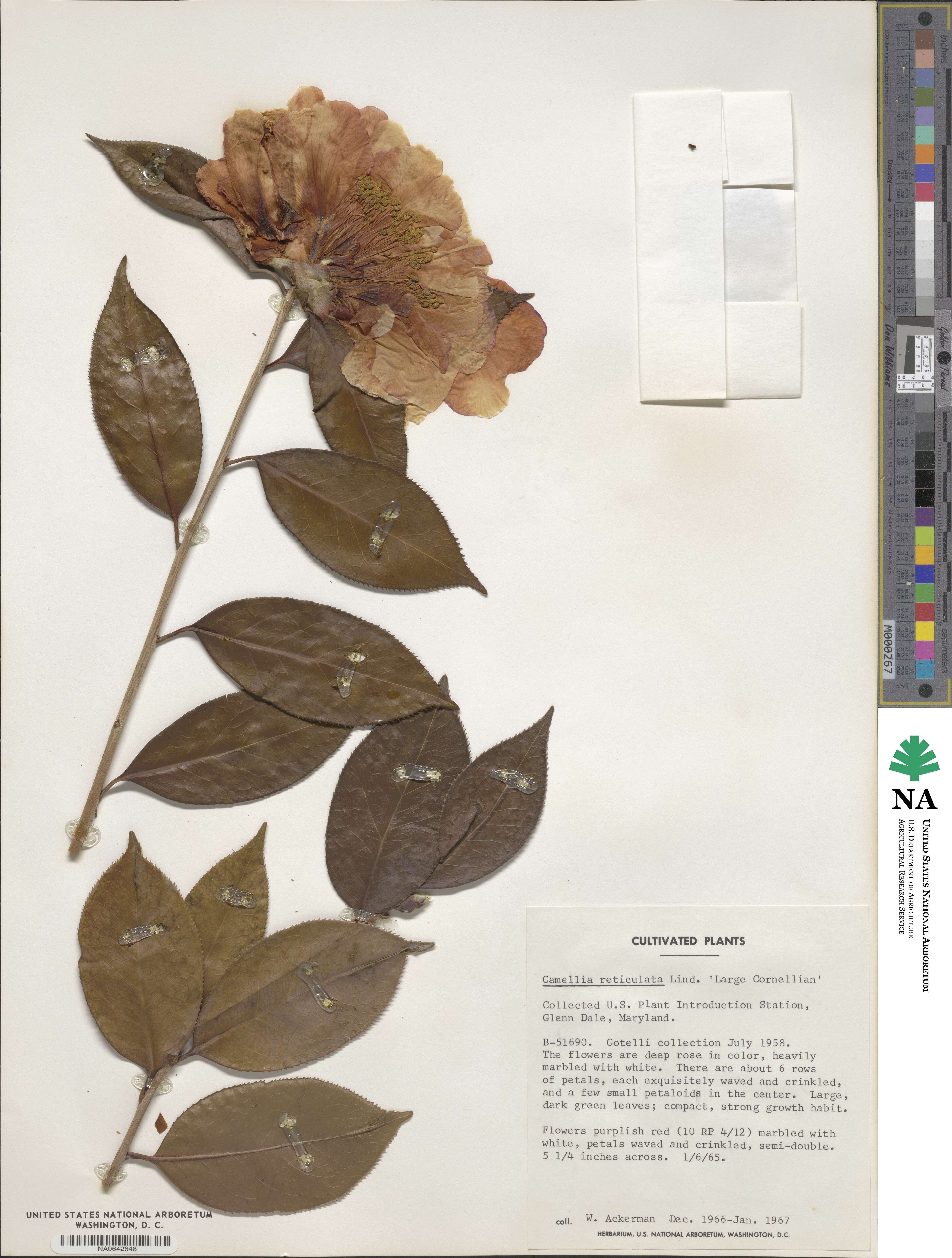 Camellia reticulata image