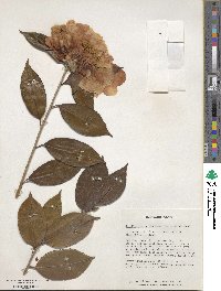 Camellia reticulata image