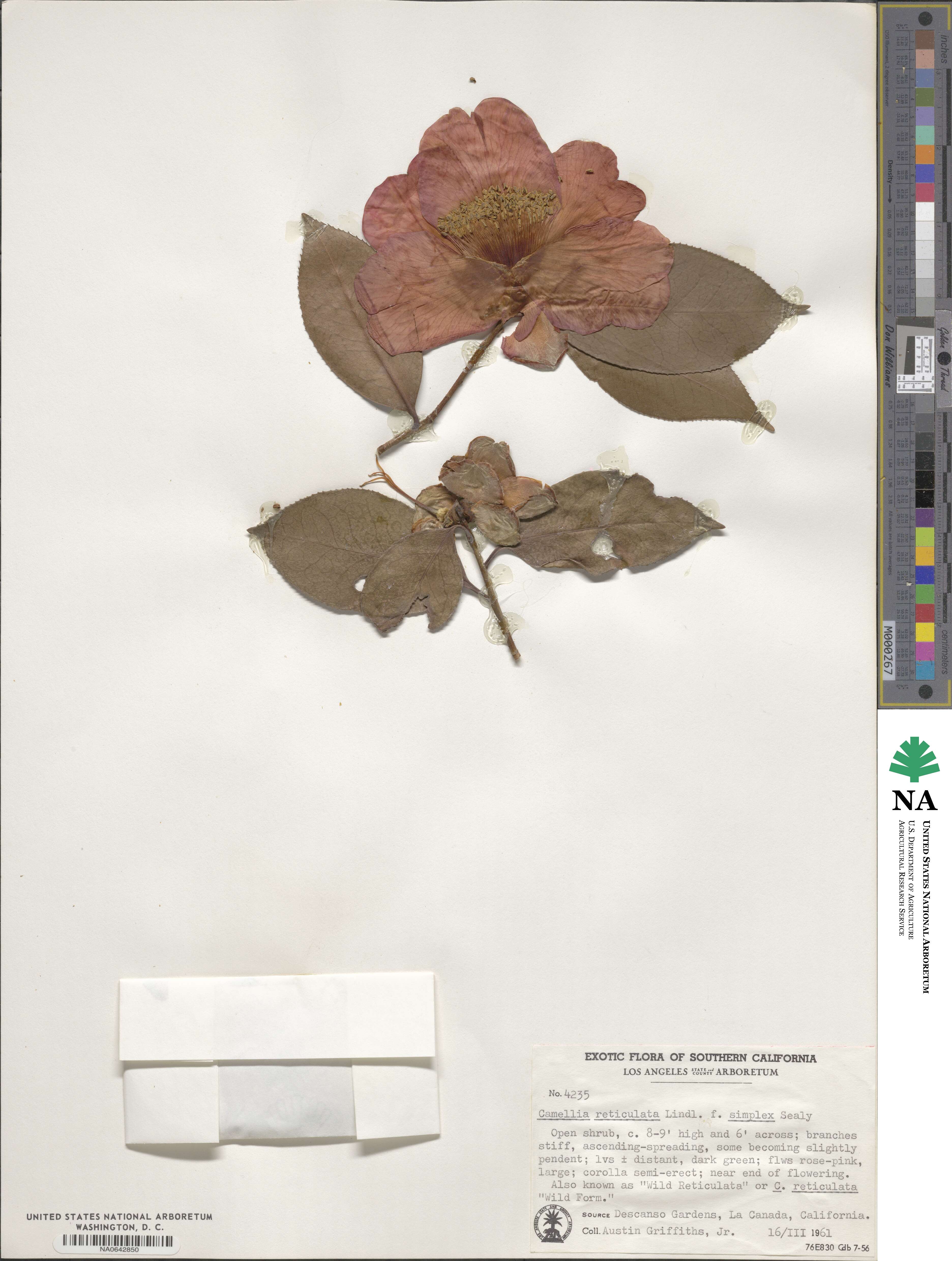 Camellia reticulata image