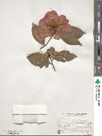 Camellia reticulata image