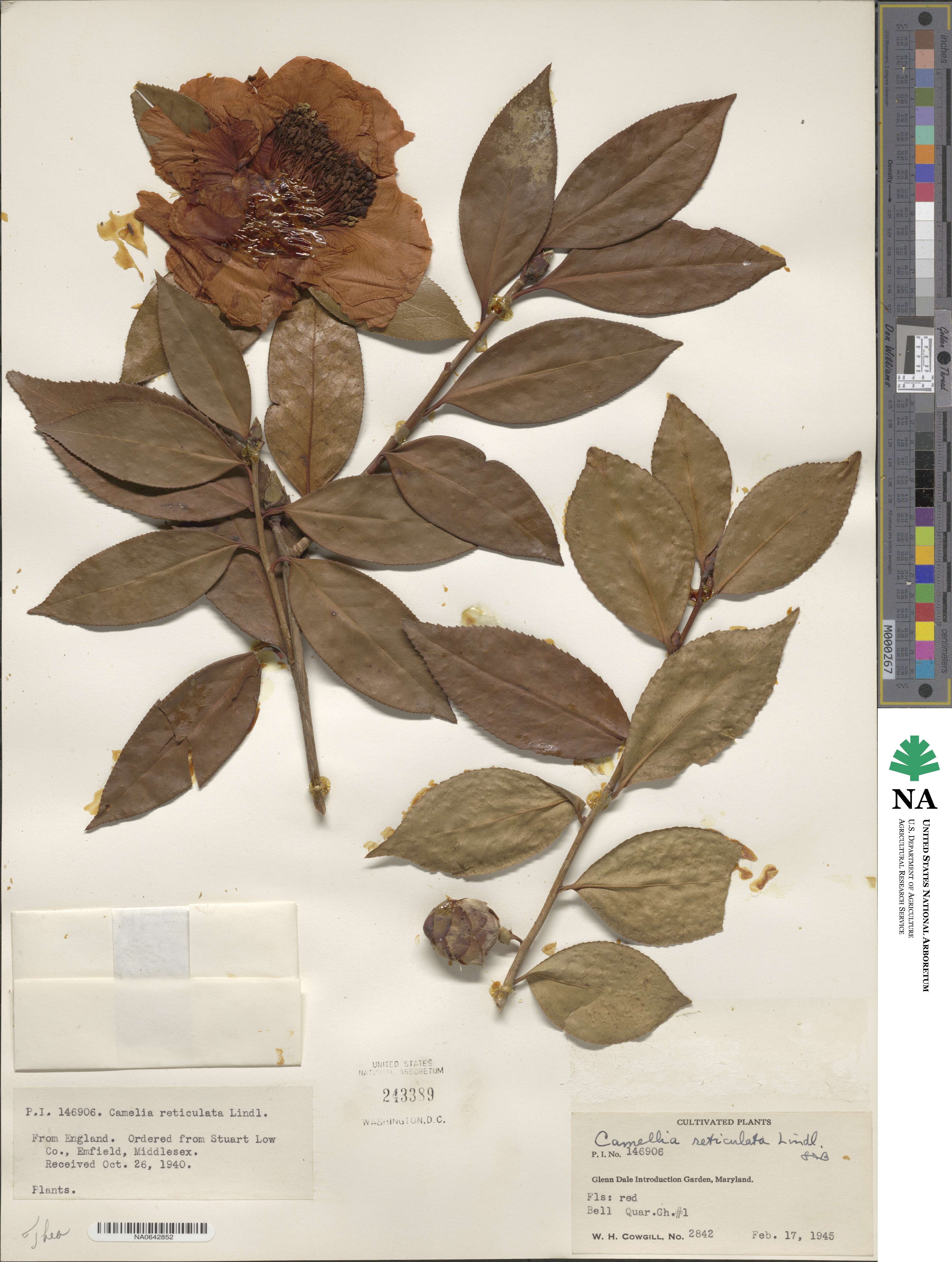 Camellia reticulata image