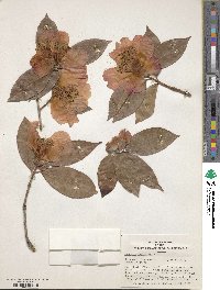 Camellia reticulata image