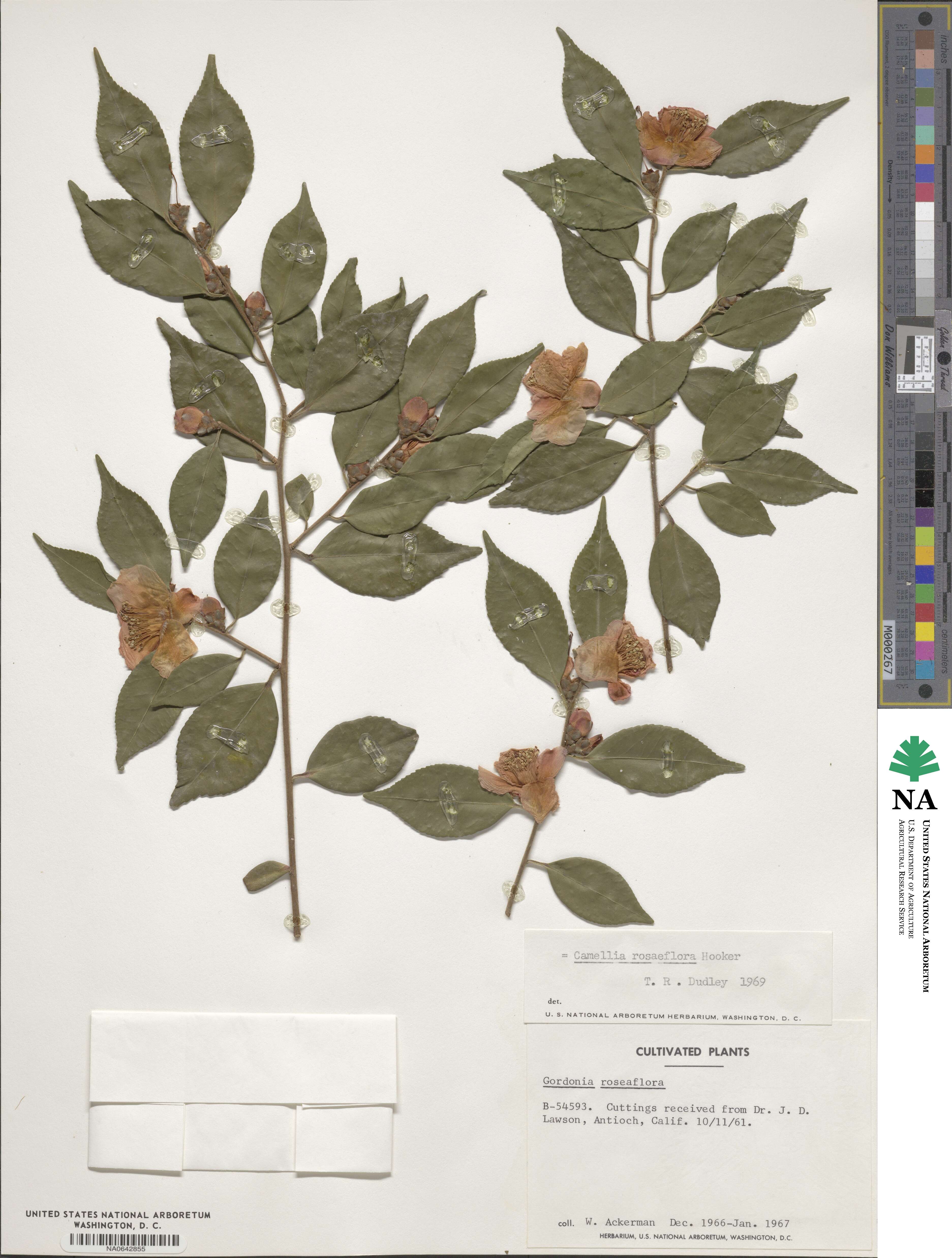 Camellia rosiflora image