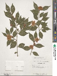 Camellia rosiflora image