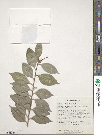 Camellia japonica var. rusticana image