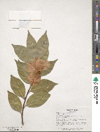 Camellia japonica var. rusticana image