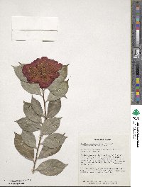 Camellia japonica image