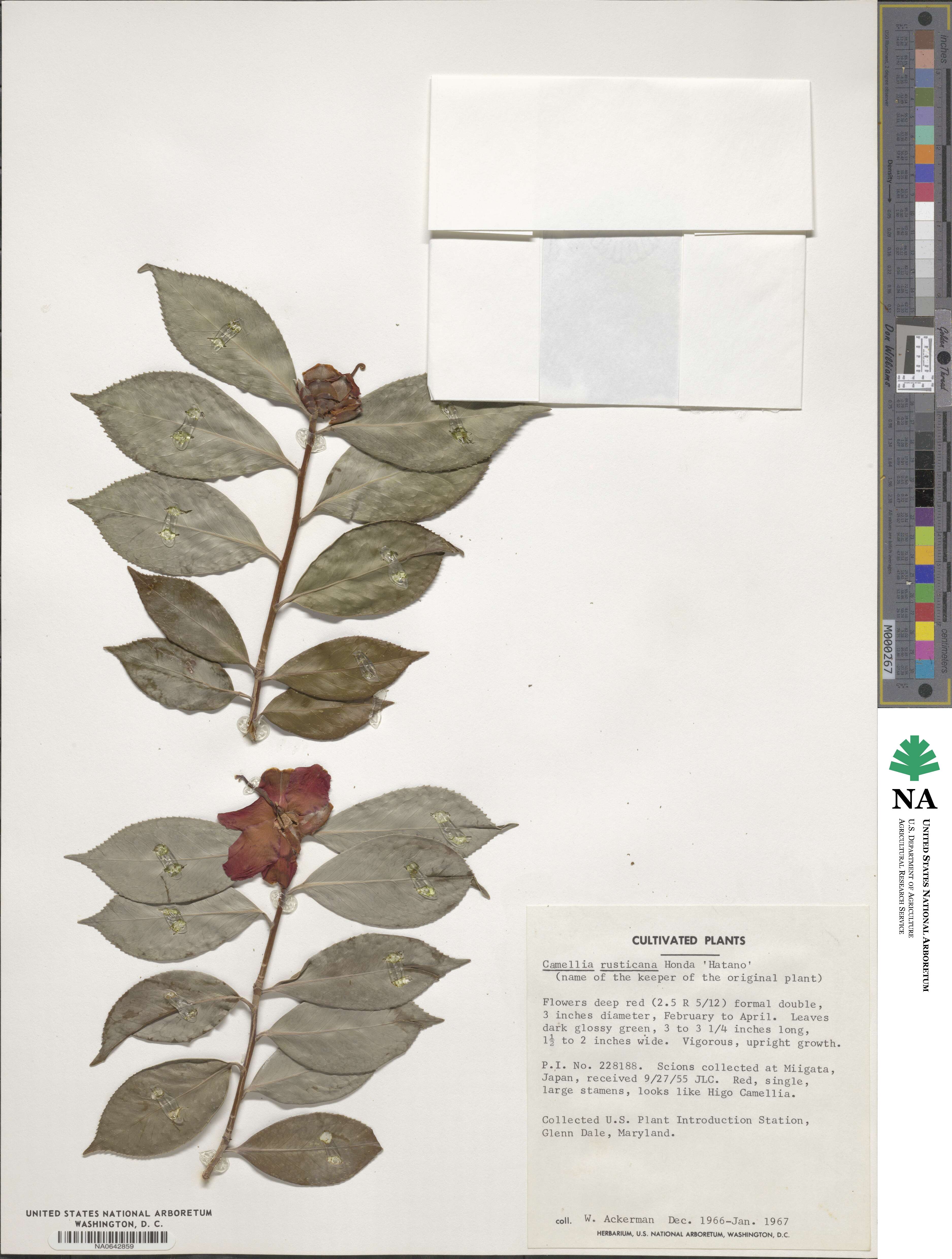 Camellia japonica image