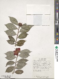 Camellia japonica var. rusticana image