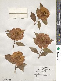 Camellia japonica var. rusticana image