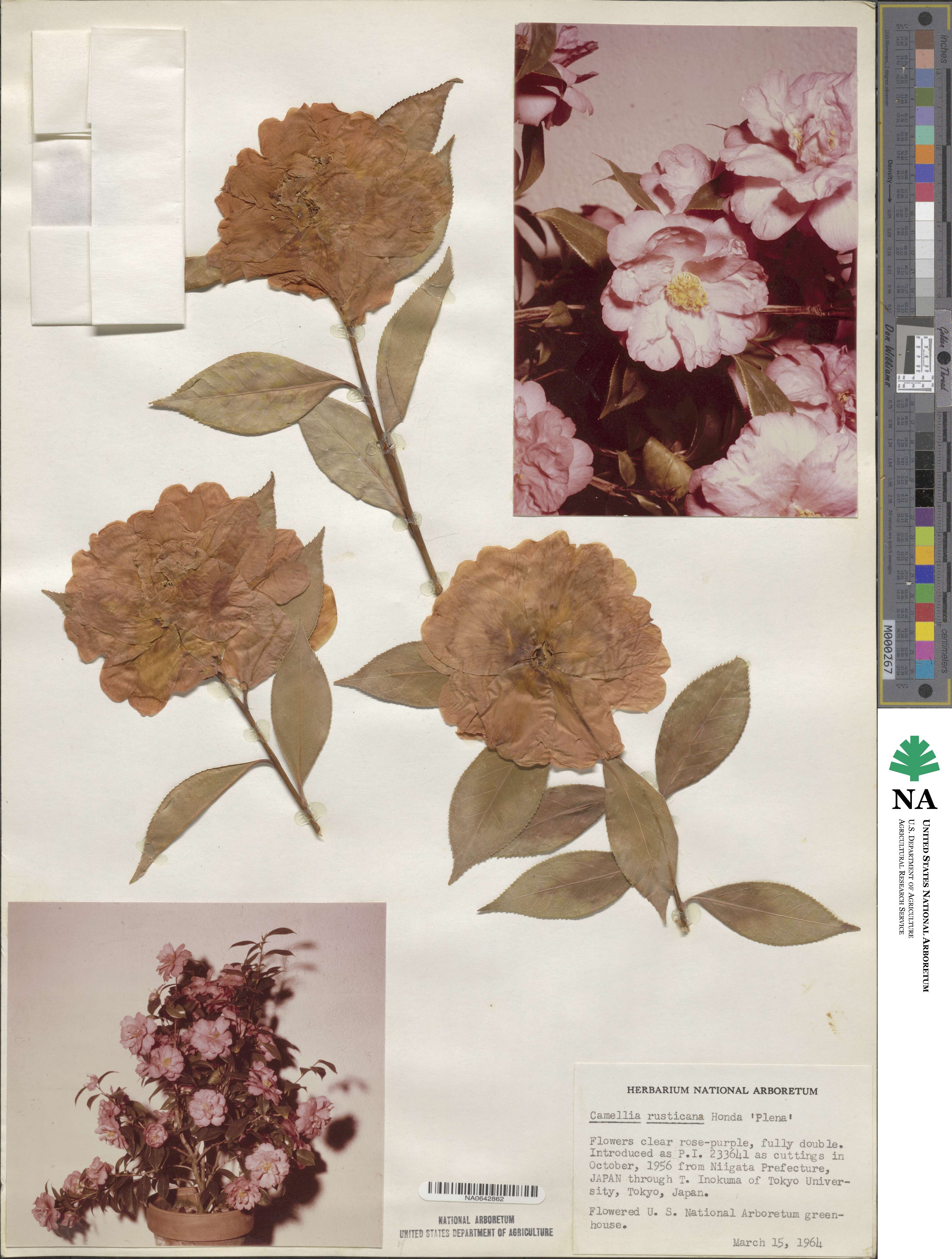 Camellia japonica var. rusticana image