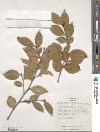 Camellia japonica var. rusticana image