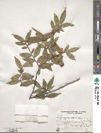 Camellia salicifolia image