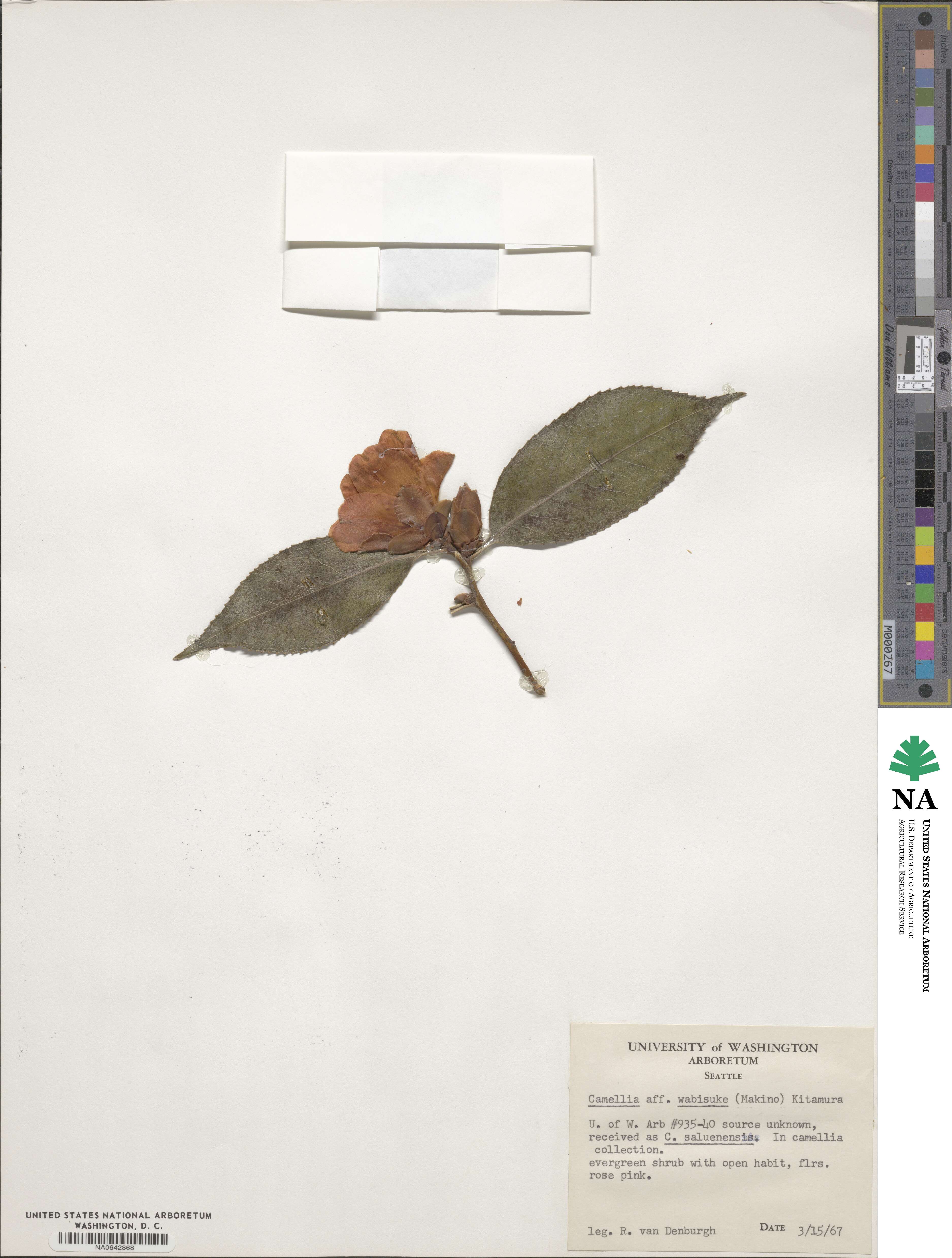 Camellia saluenensis image
