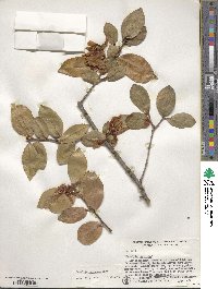 Camellia oleifera image