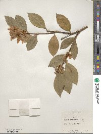 Camellia oleifera image