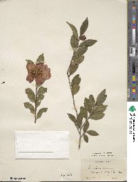 Camellia oleifera image