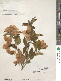 Camellia oleifera image