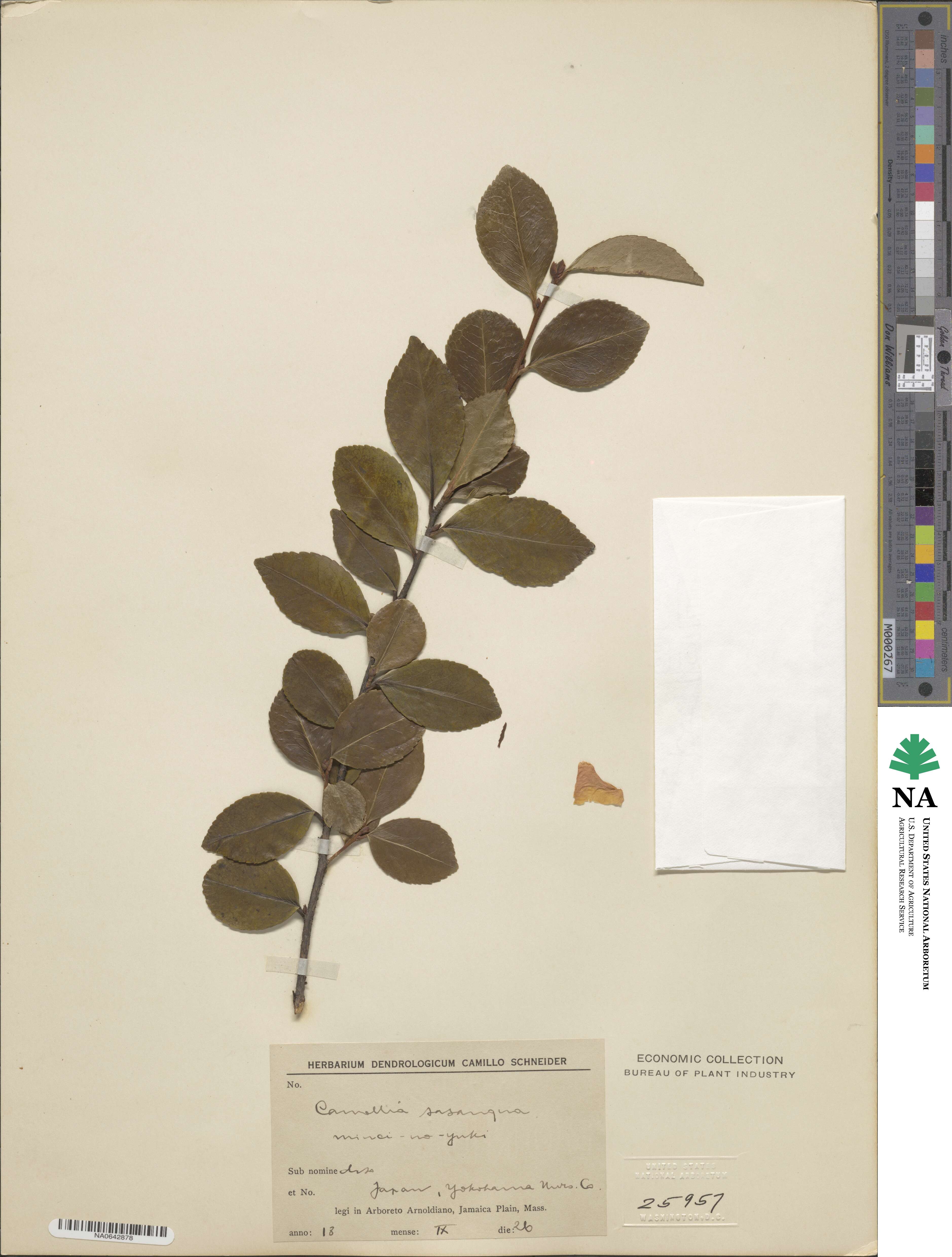 Camellia oleifera image