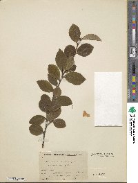 Camellia oleifera image