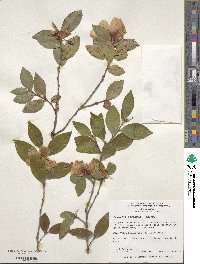 Camellia oleifera image