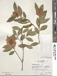 Camellia oleifera image