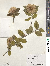 Camellia oleifera image