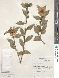 Camellia oleifera image