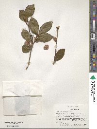 Camellia oleifera image