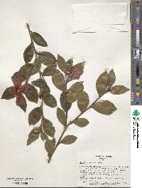 Camellia oleifera image