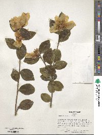 Camellia oleifera image