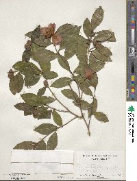 Camellia oleifera image