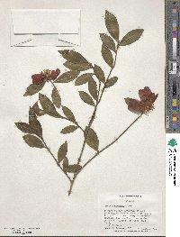 Camellia oleifera image