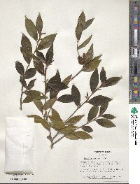 Camellia oleifera image