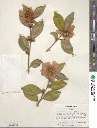 Camellia oleifera image