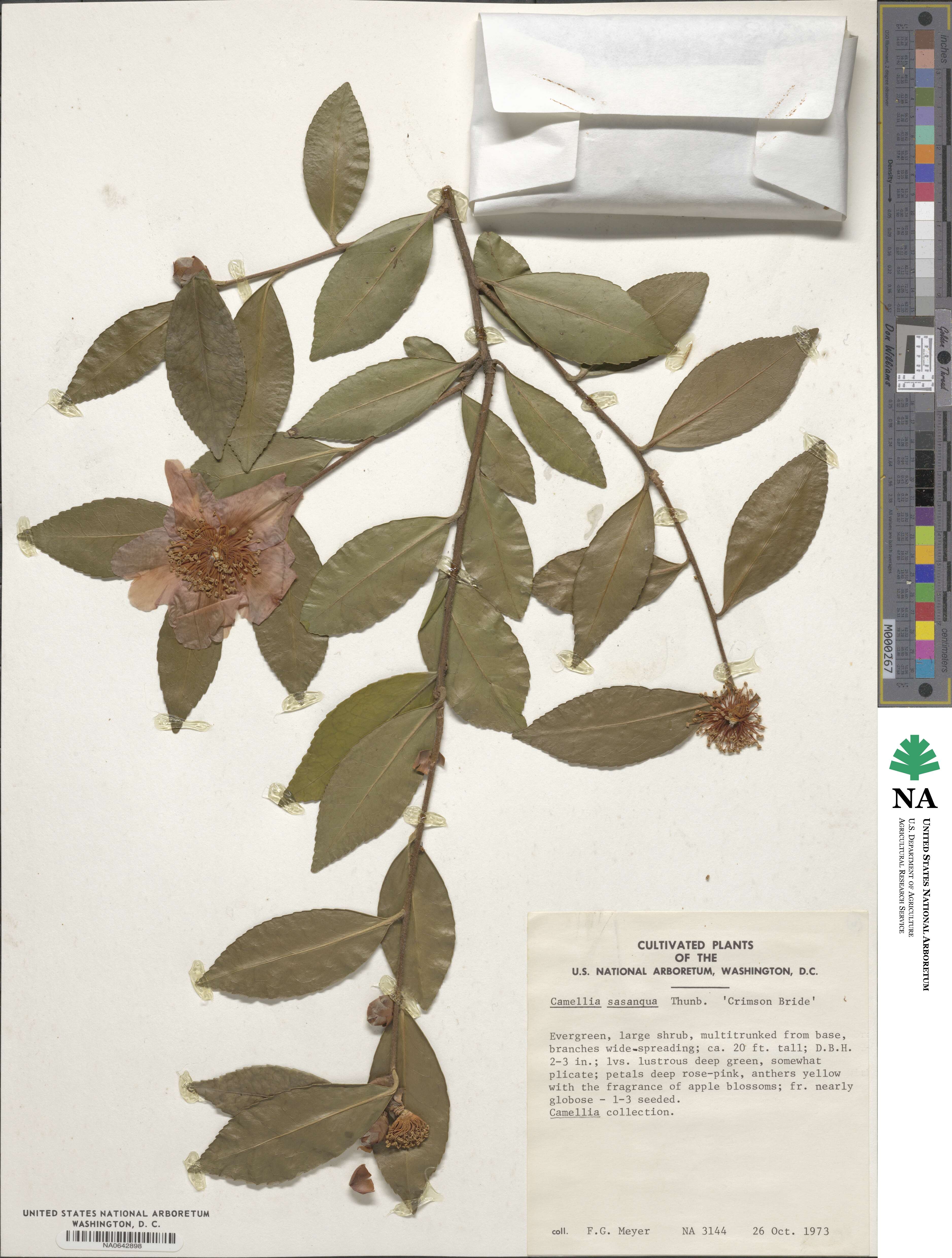 Camellia oleifera image