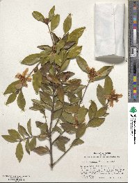 Camellia oleifera image