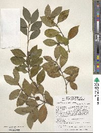 Camellia oleifera image