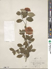 Camellia oleifera image