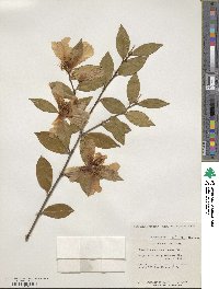 Camellia oleifera image