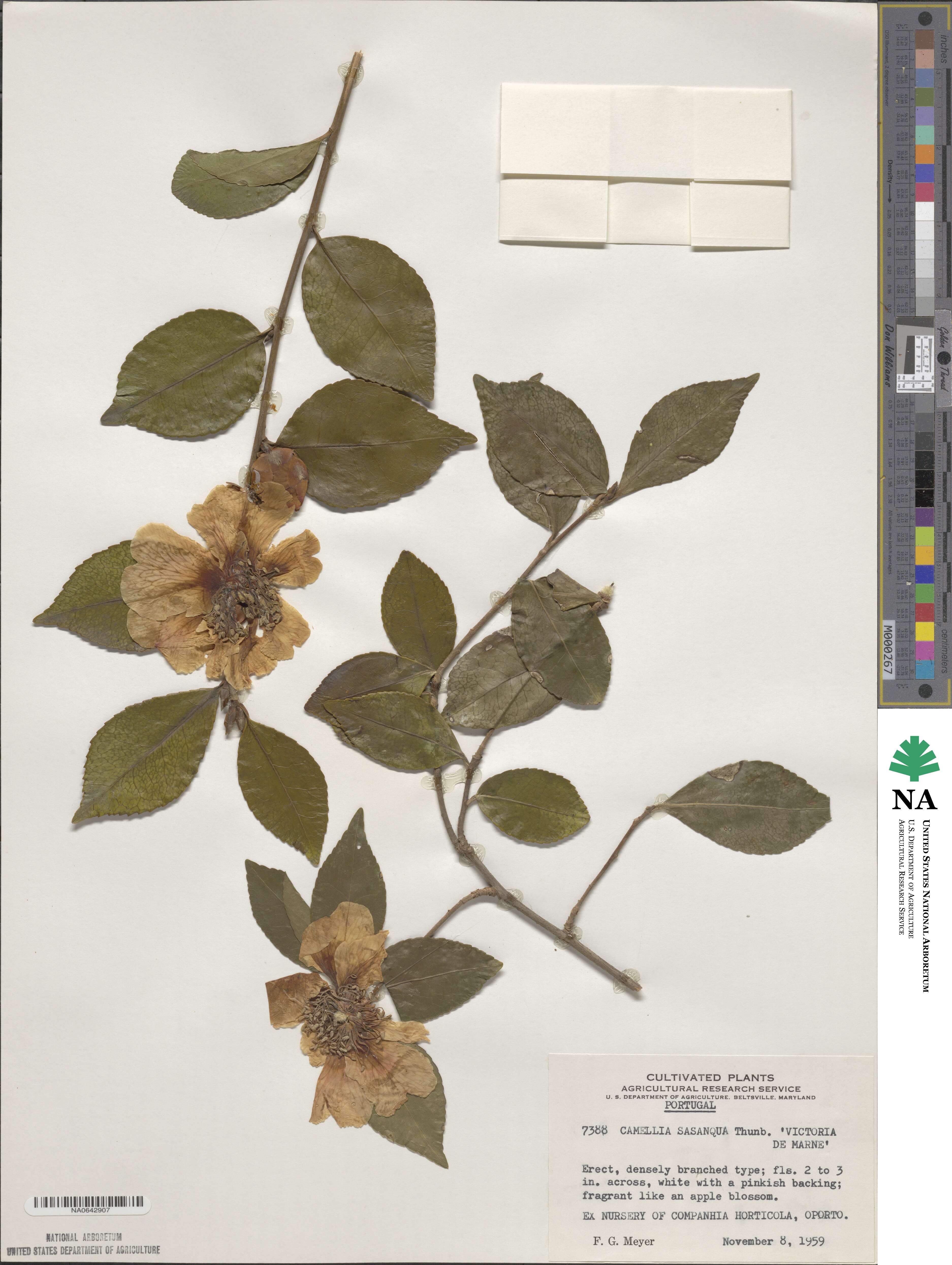 Camellia oleifera image