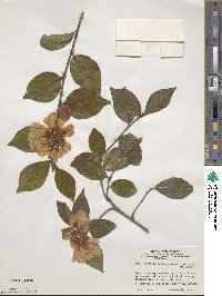 Camellia oleifera image